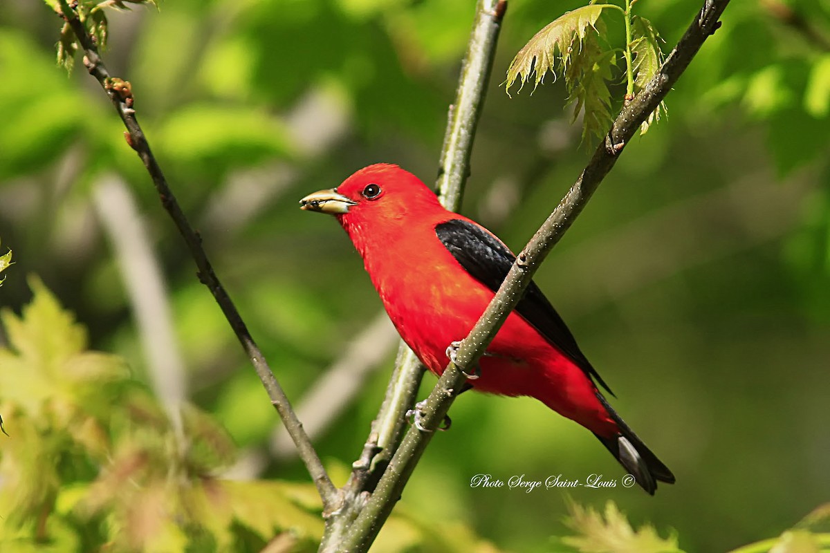 Scarlet Tanager - ML58833701