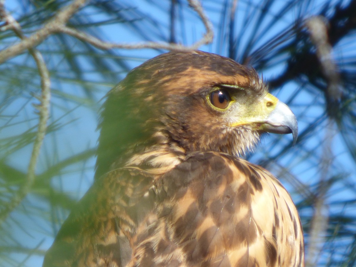 Harris's Hawk - ML588337351