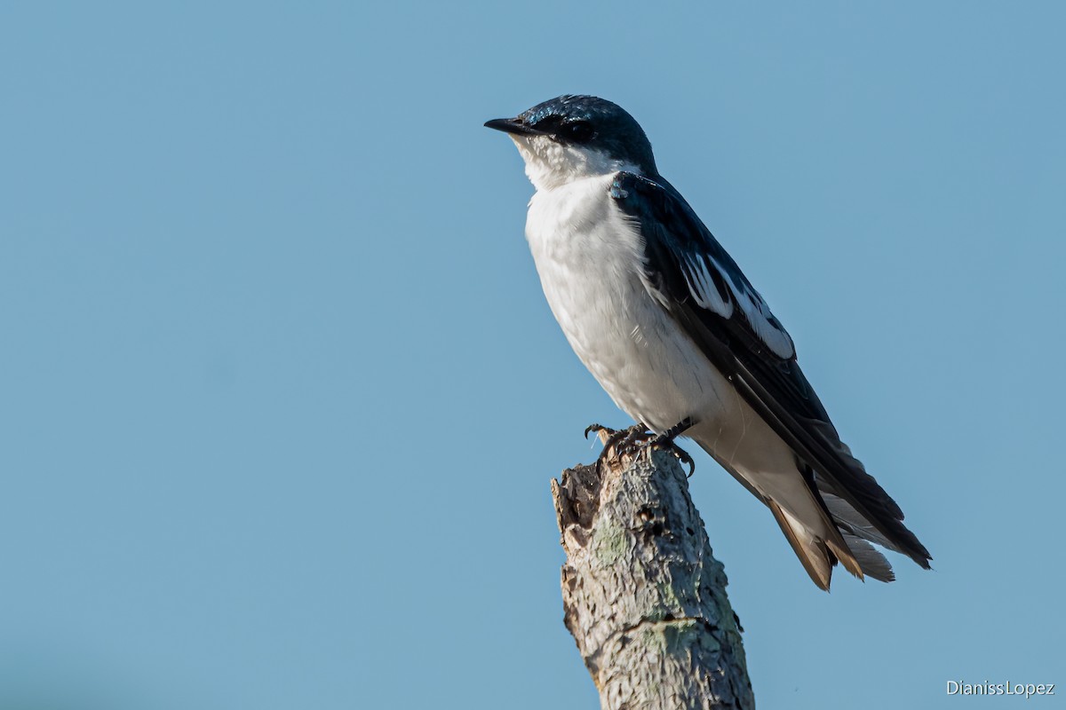 White-winged Swallow - ML588338041