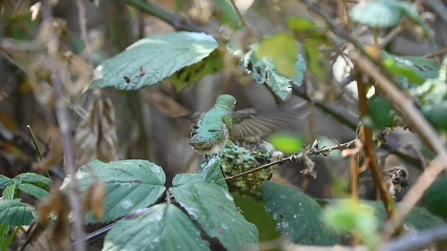 Anna's Hummingbird - ML588339171