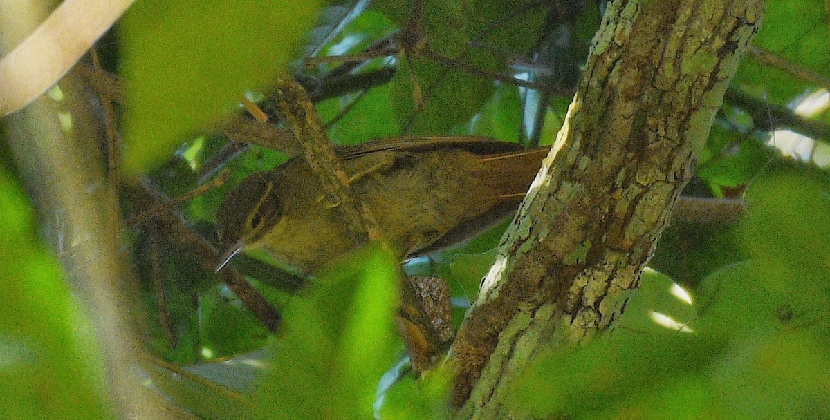 Rufous-rumped Foliage-gleaner - ML588339201