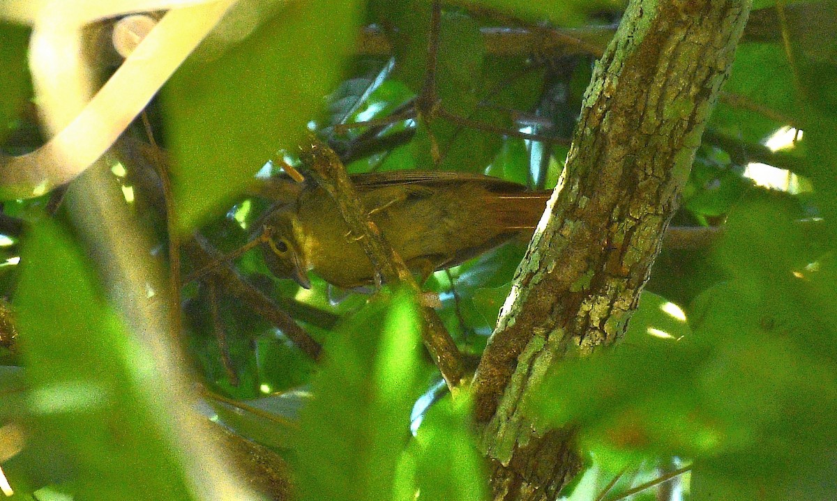 Rufous-rumped Foliage-gleaner - ML588339211
