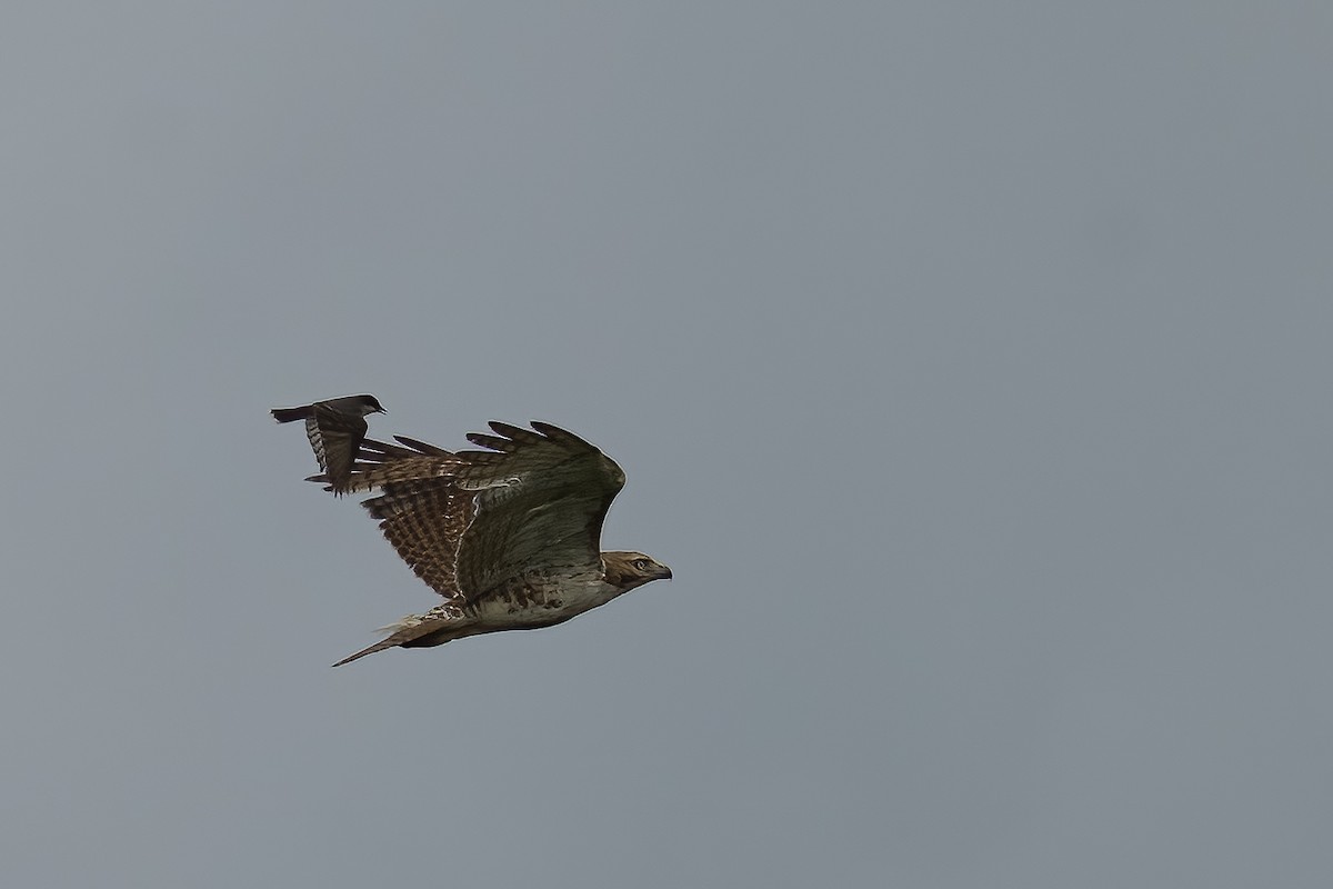 Red-tailed Hawk - ML588339441