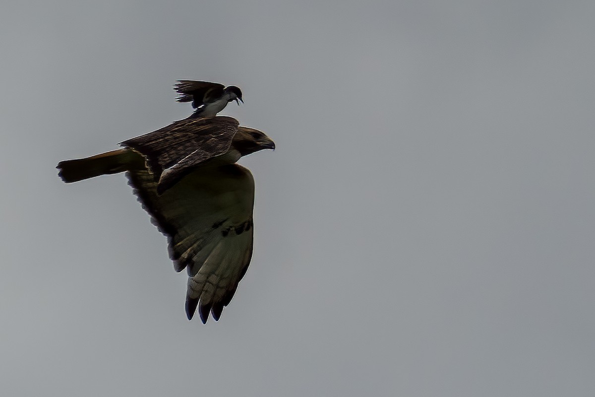 Red-tailed Hawk - ML588339451