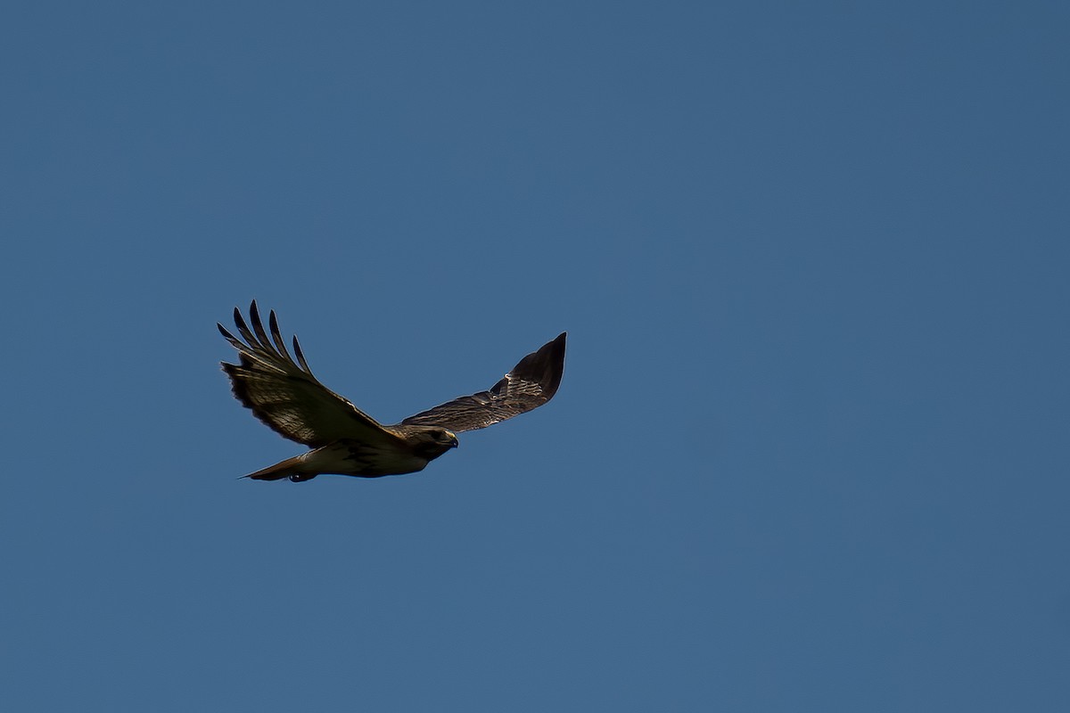 Red-tailed Hawk - ML588339481