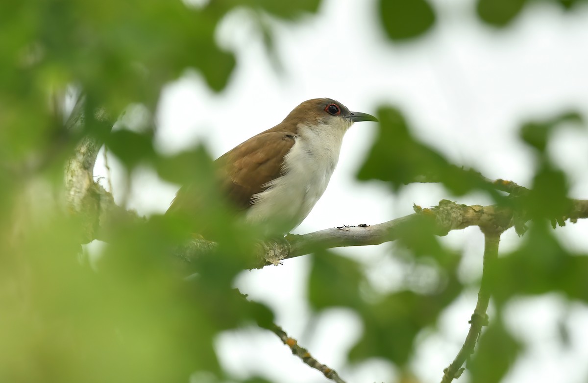 Black-billed Cuckoo - ML588340581