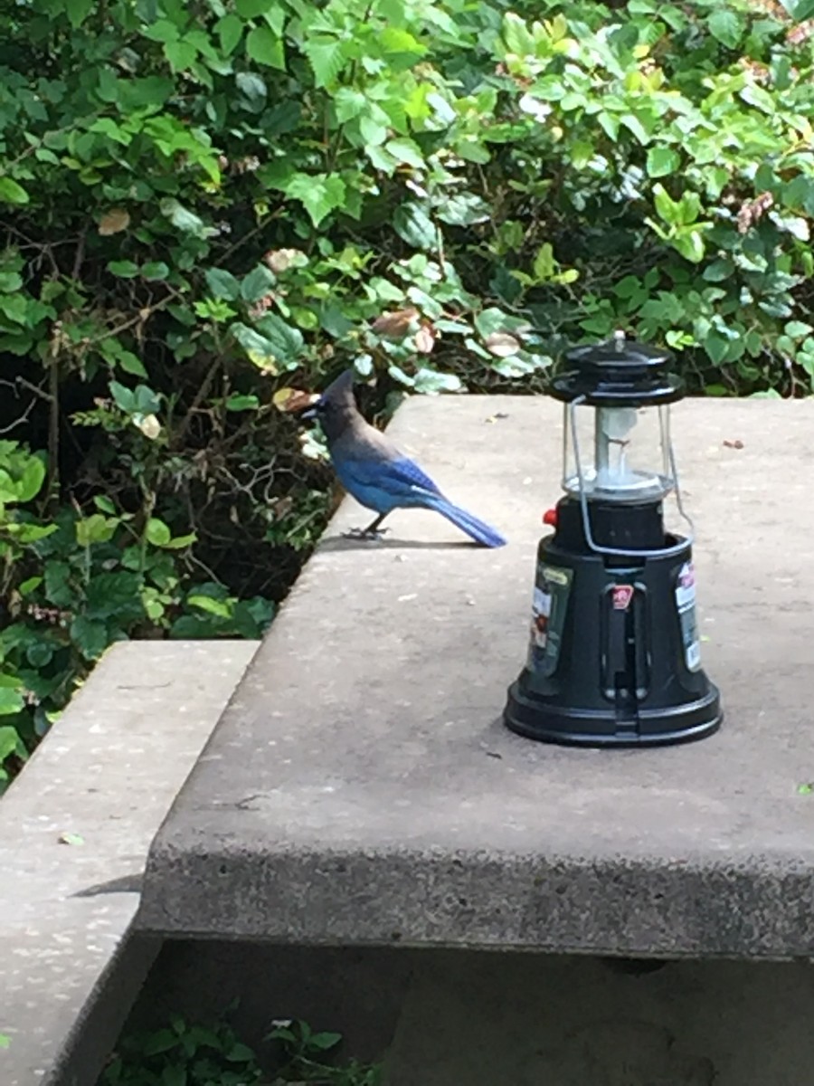 Steller's Jay - ML588340911