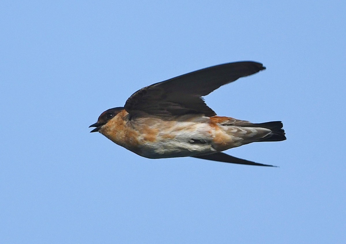 Cave Swallow - Elizabeth Hawkins