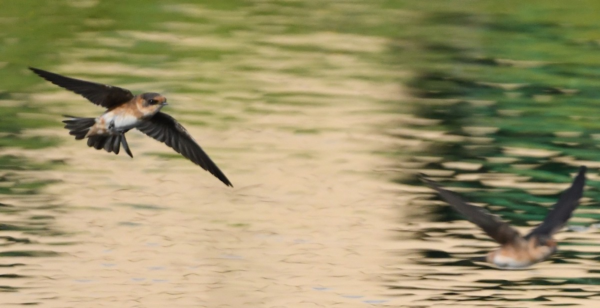 Cave Swallow - ML588341891