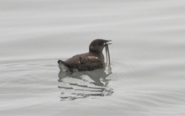 Marbled Murrelet - dominic chartier🦤