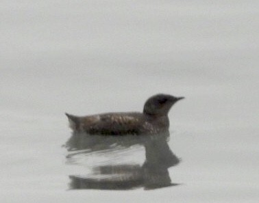 Marbled Murrelet - dominic chartier🦤