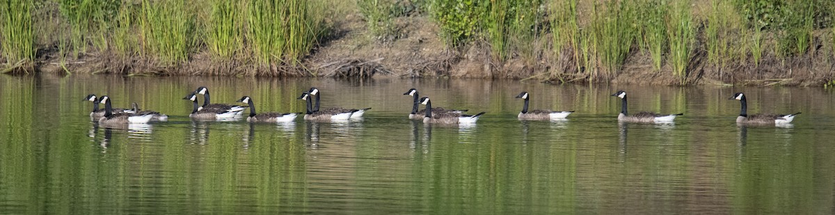 Canada Goose - ML588342701