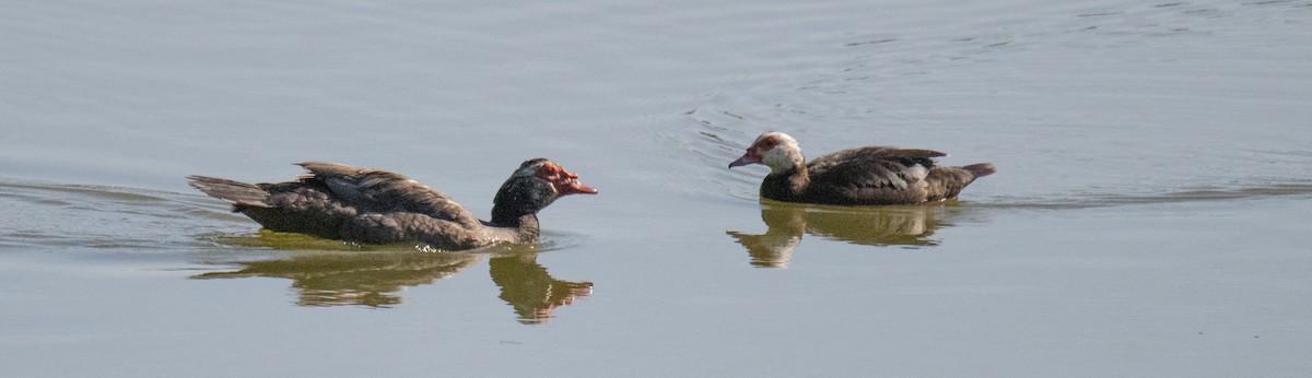 Muscovy Duck (Domestic type) - ML588342941