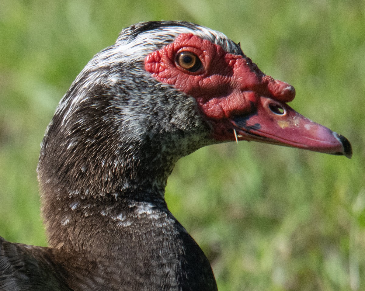 Muscovy Duck (Domestic type) - ML588342951
