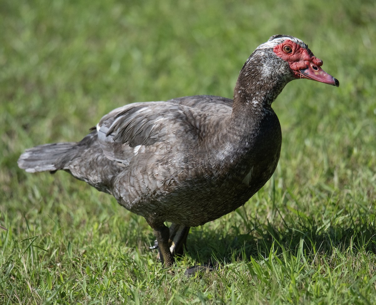 Muscovy Duck (Domestic type) - ML588342961