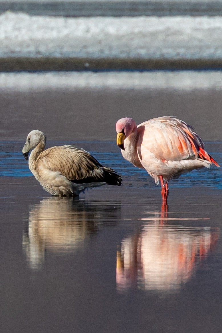 James's Flamingo - ML588343281