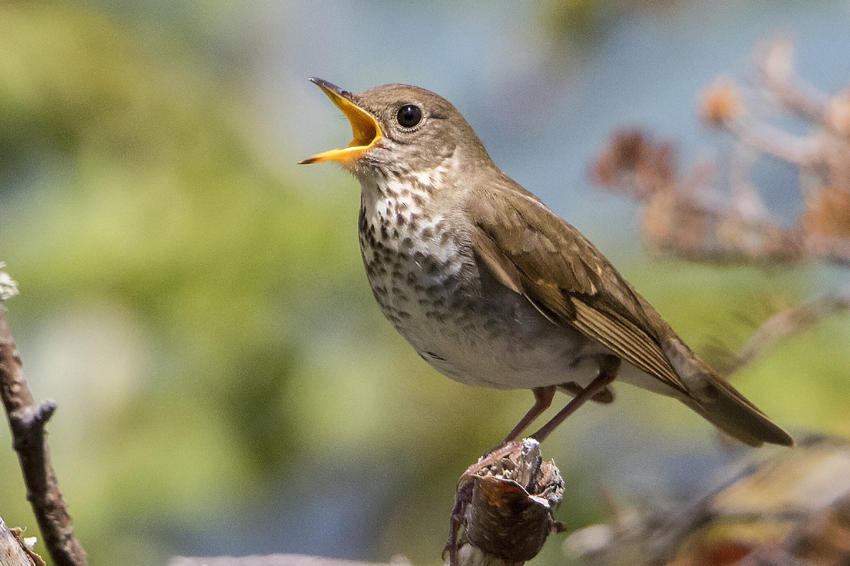 Bicknell's Thrush - ML588343571