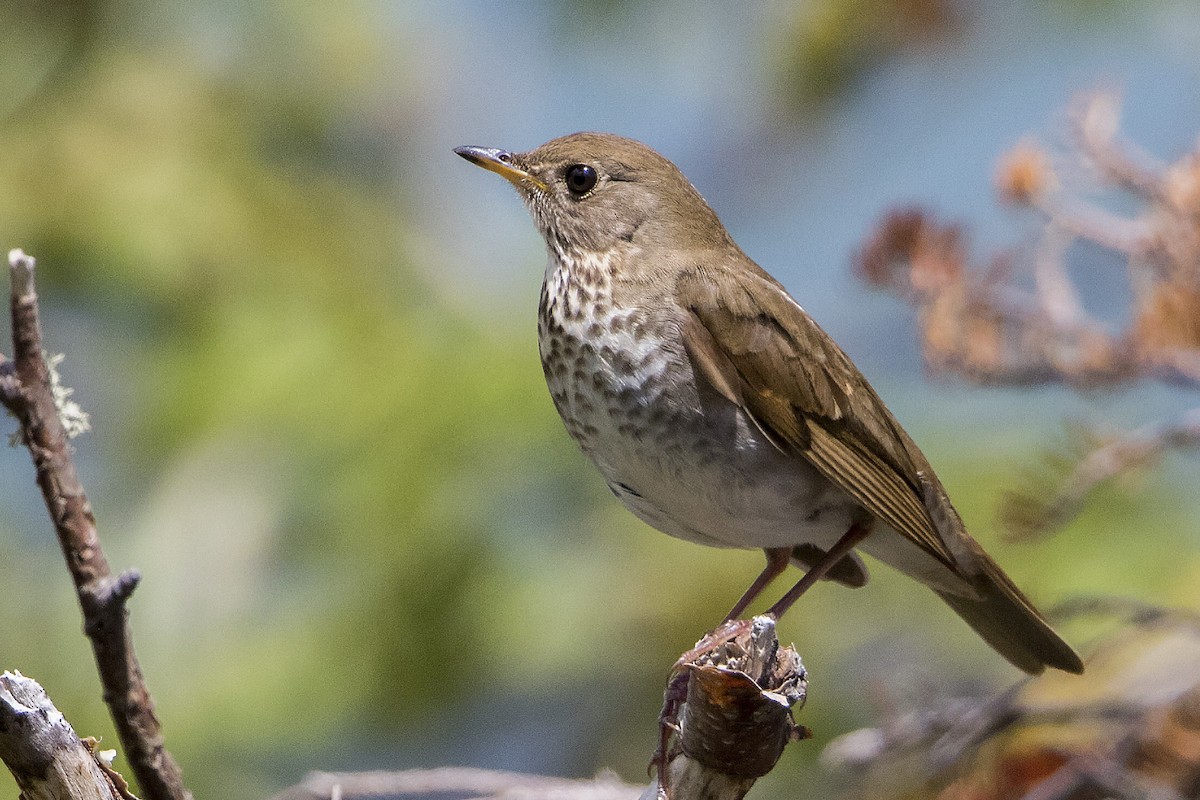 Bicknell's Thrush - ML588343591