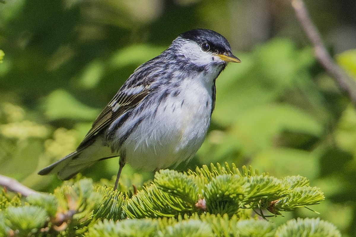 Blackpoll Warbler - Bradley Hacker 🦜