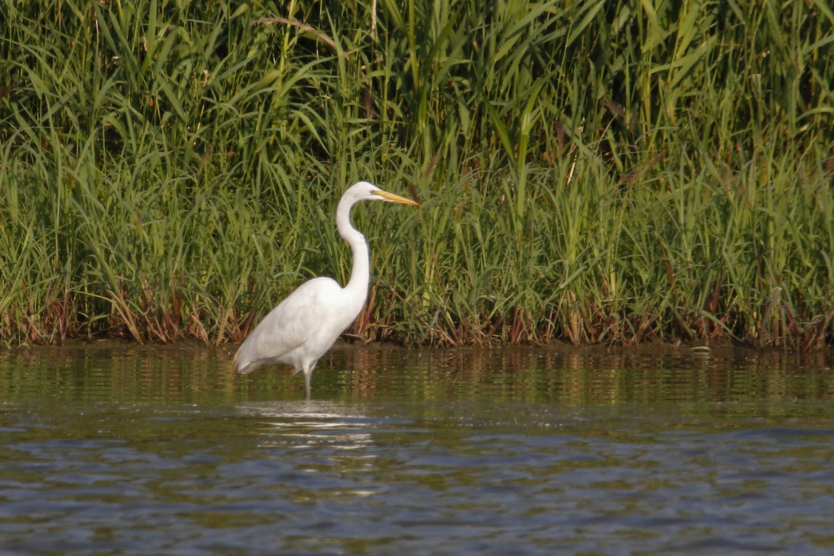 Great Egret - Tommy Childers