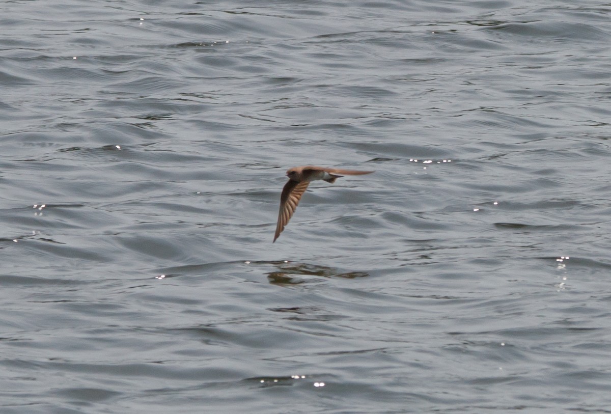 Northern Rough-winged Swallow - ML588344151