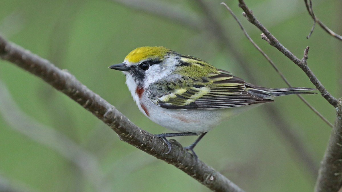 Chestnut-sided Warbler - ML58834491