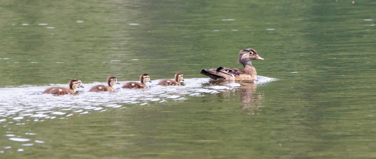Wood Duck - ML588345921