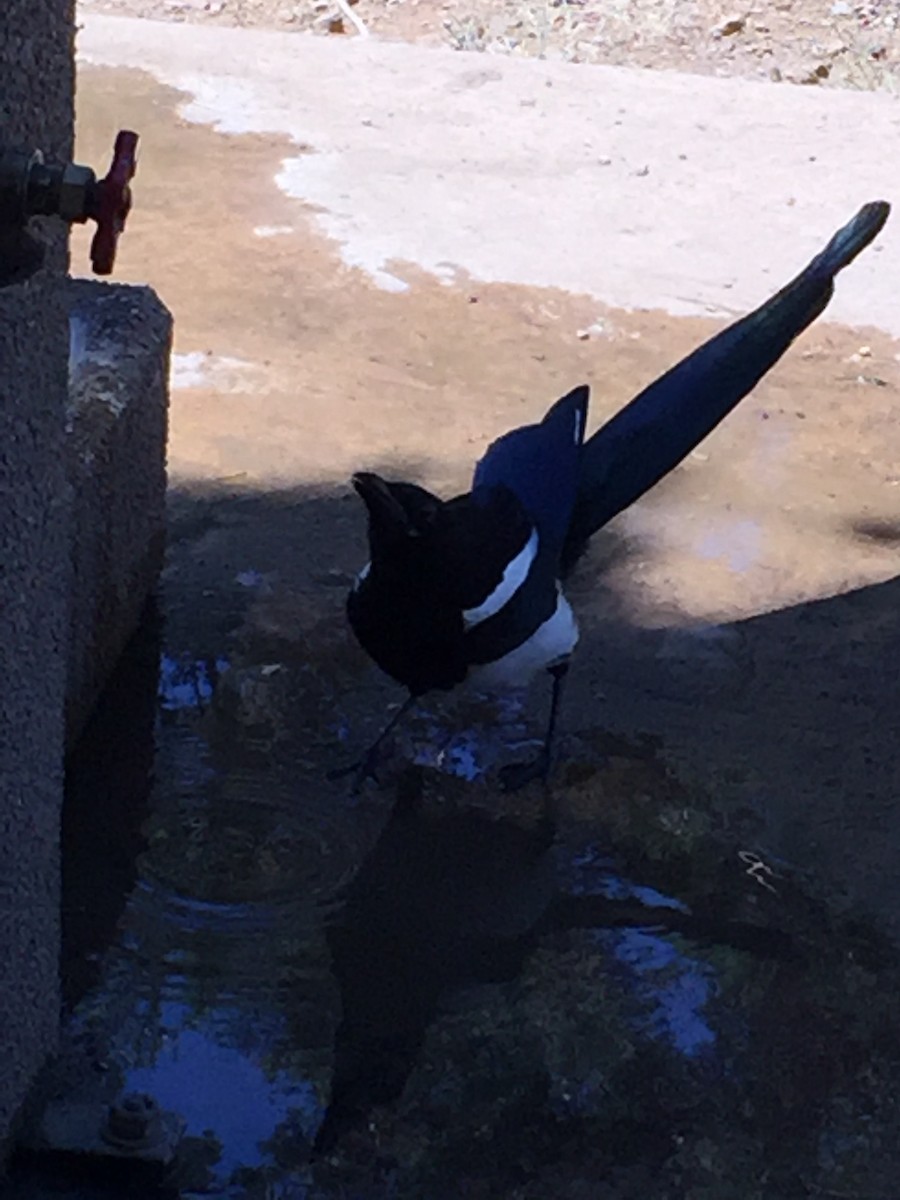 Black-billed Magpie - ML588346661