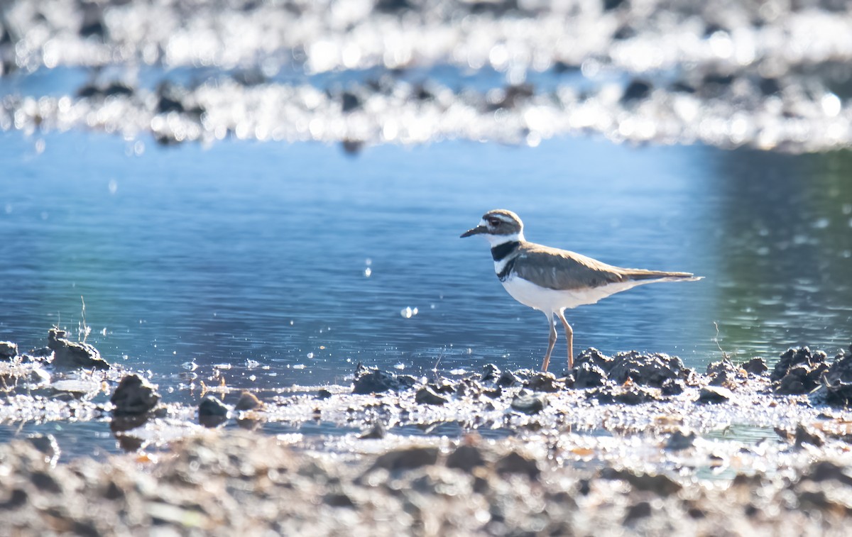 Killdeer - ML588346701