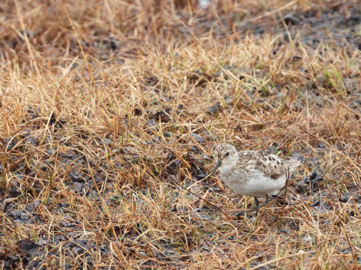 Baird's Sandpiper - ML588347221