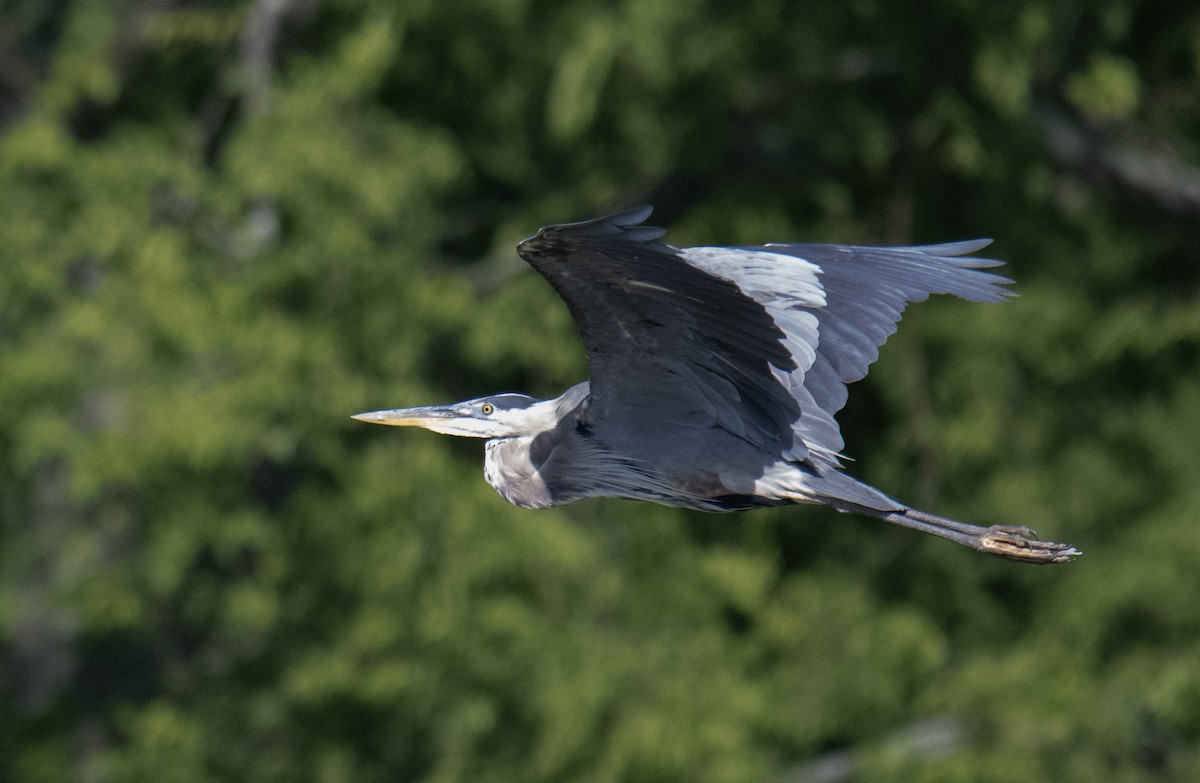 Great Blue Heron - ML588347261