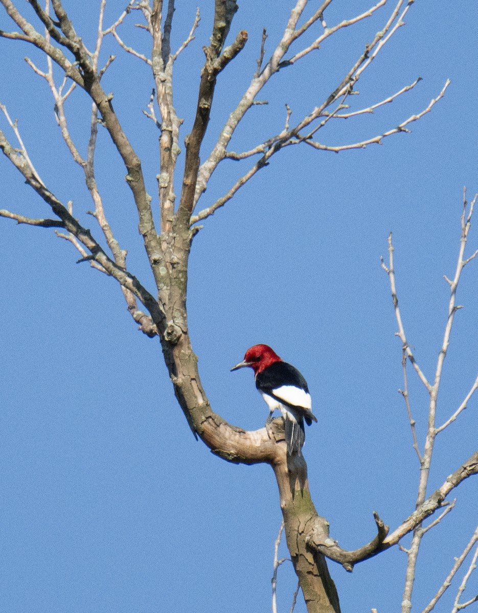 Red-headed Woodpecker - ML588347681
