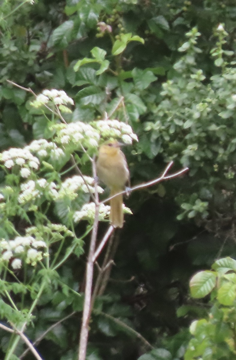 Bullock's Oriole - ML588347791