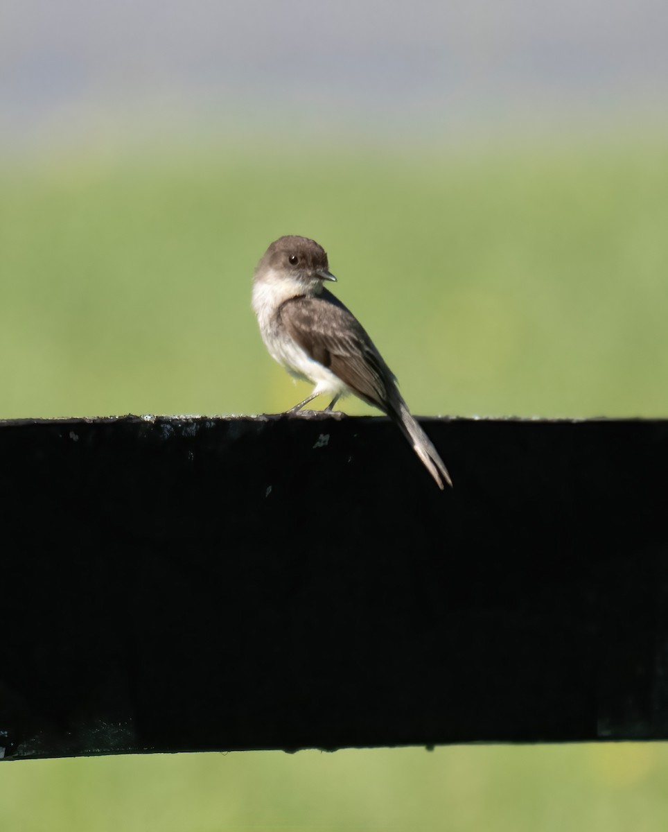 Eastern Phoebe - ML588347951