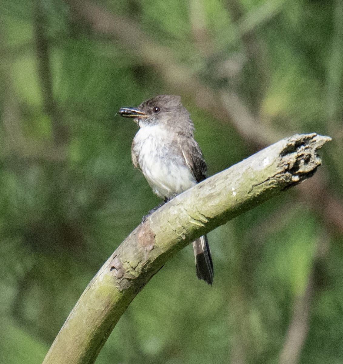 Eastern Phoebe - ML588347971