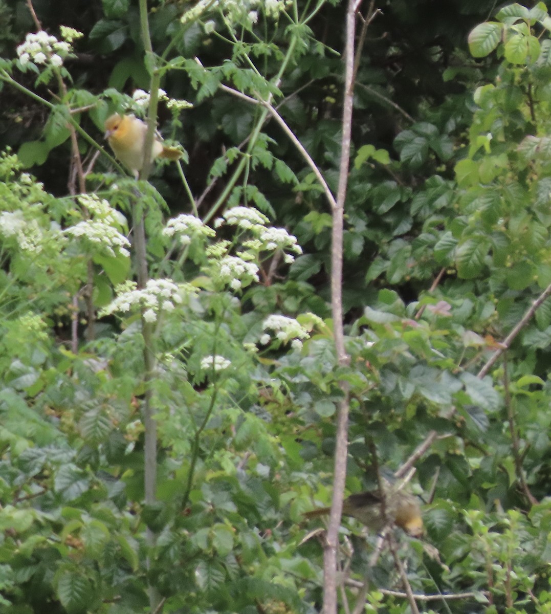 Bullock's Oriole - ML588347991