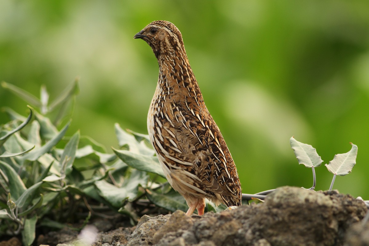 Common Quail - ML588348121