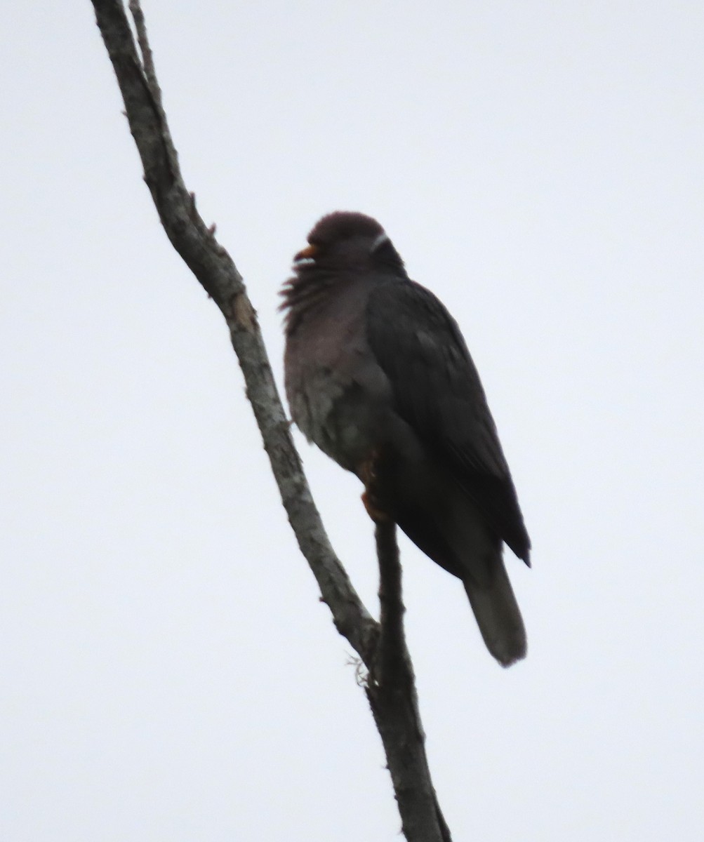 Band-tailed Pigeon - ML588348181