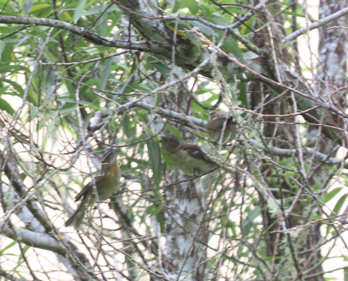 Black-headed Grosbeak - ML588348401