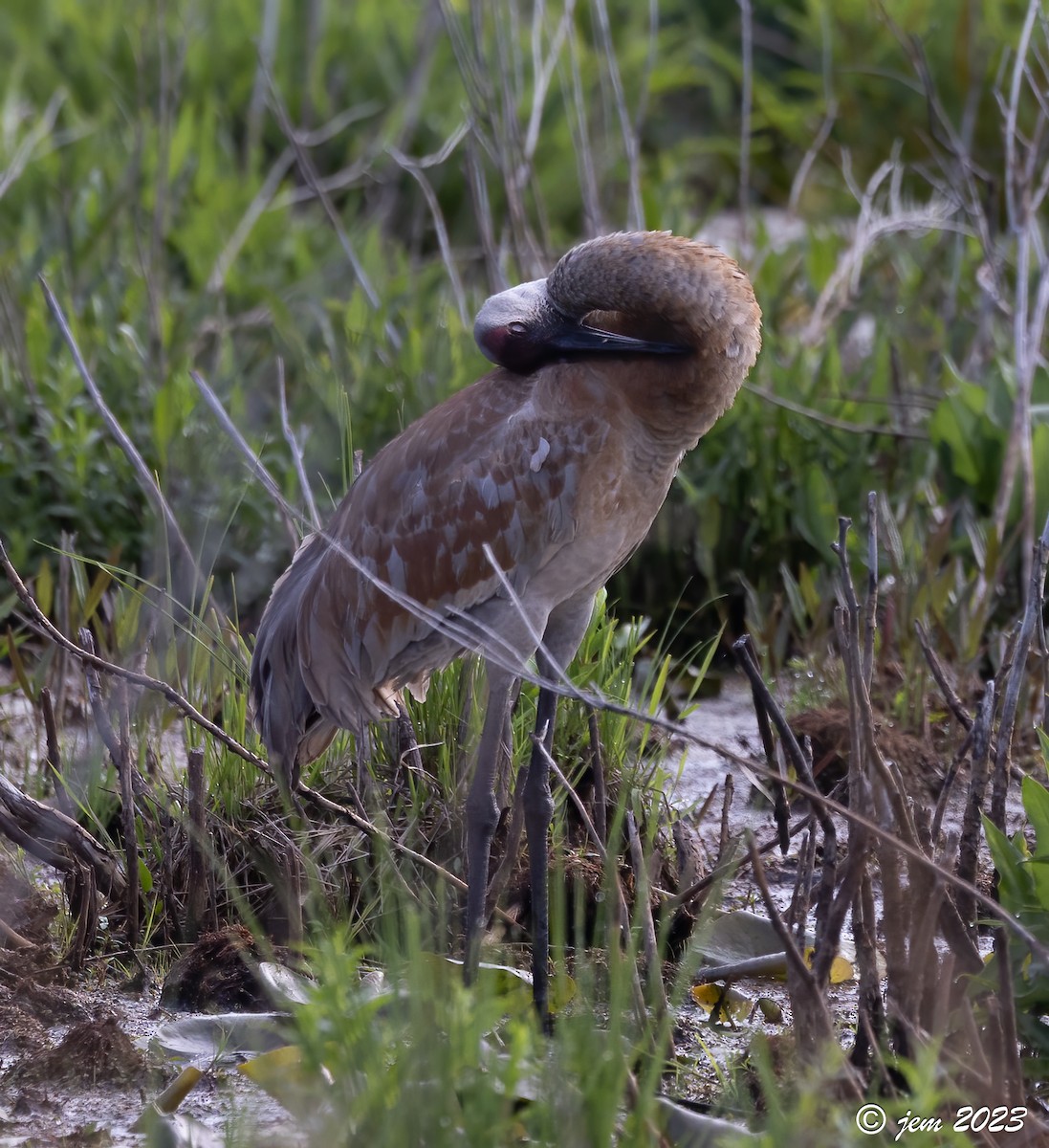 Sandhill Crane - Carl & Judi Manning