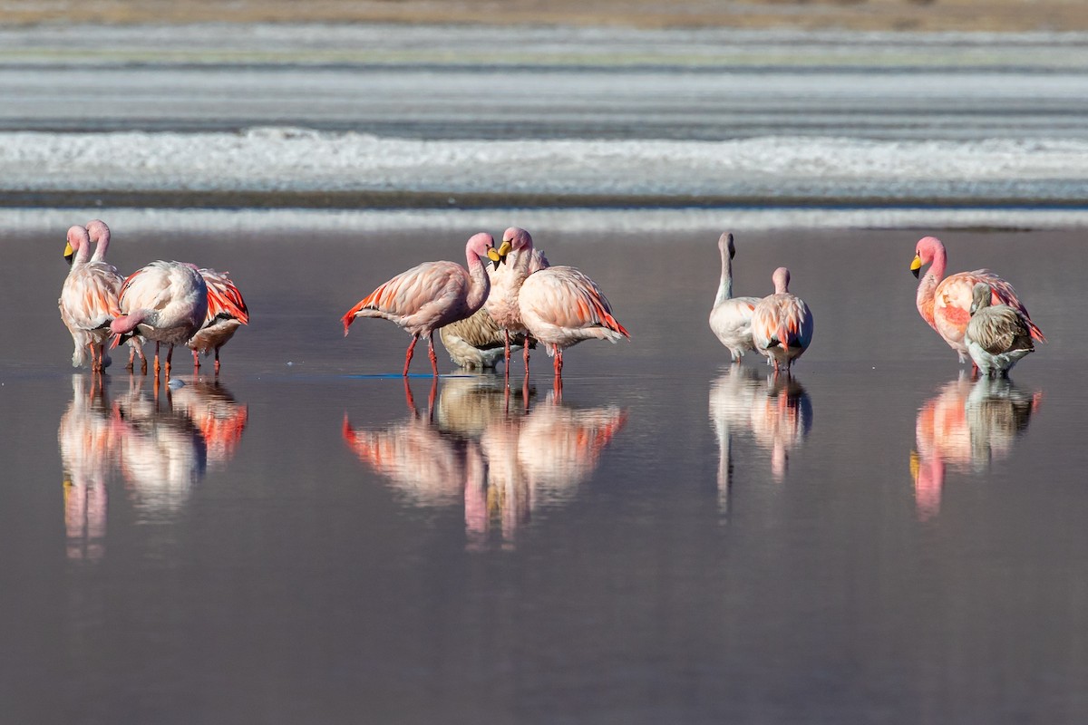 James's Flamingo - ML588348571