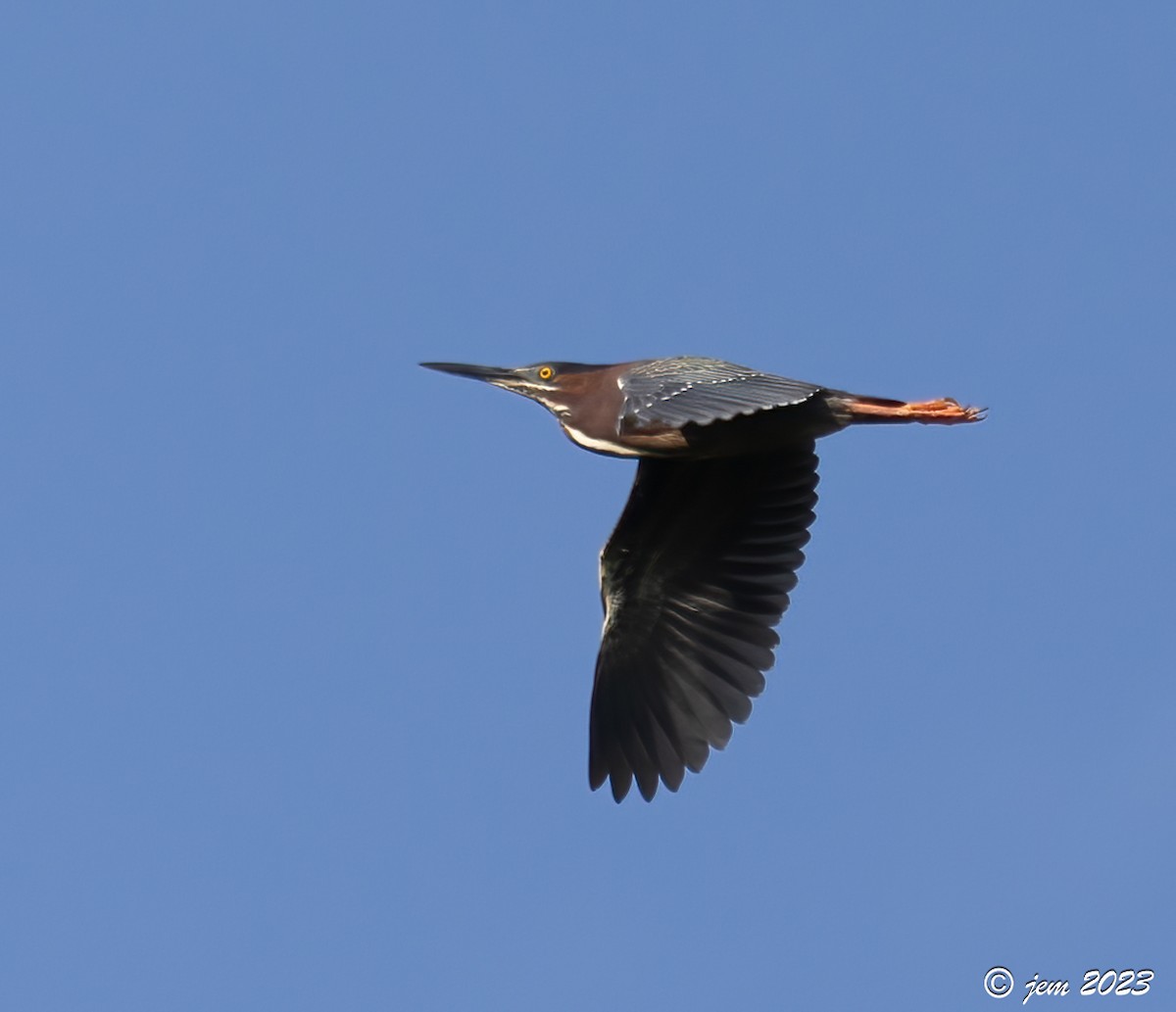 Green Heron - Carl & Judi Manning