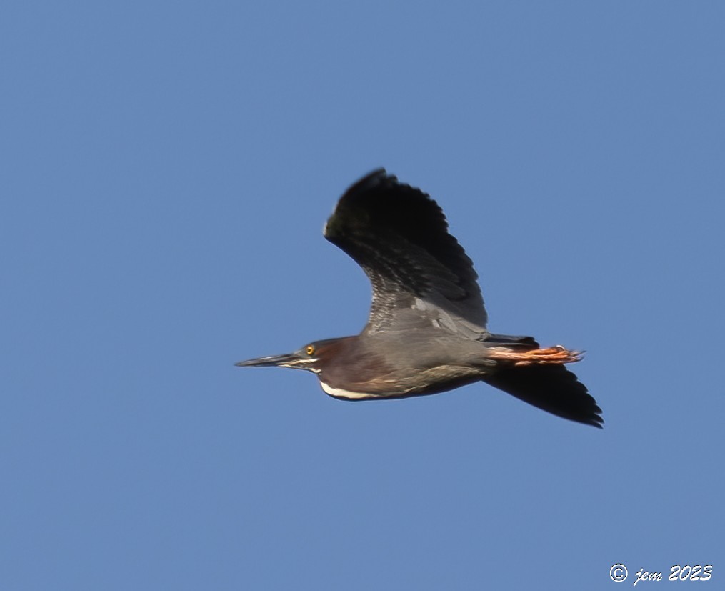 Green Heron - Carl & Judi Manning