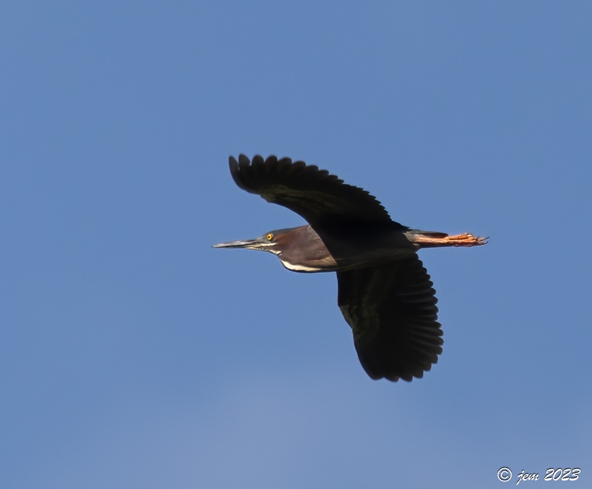 Green Heron - Carl & Judi Manning