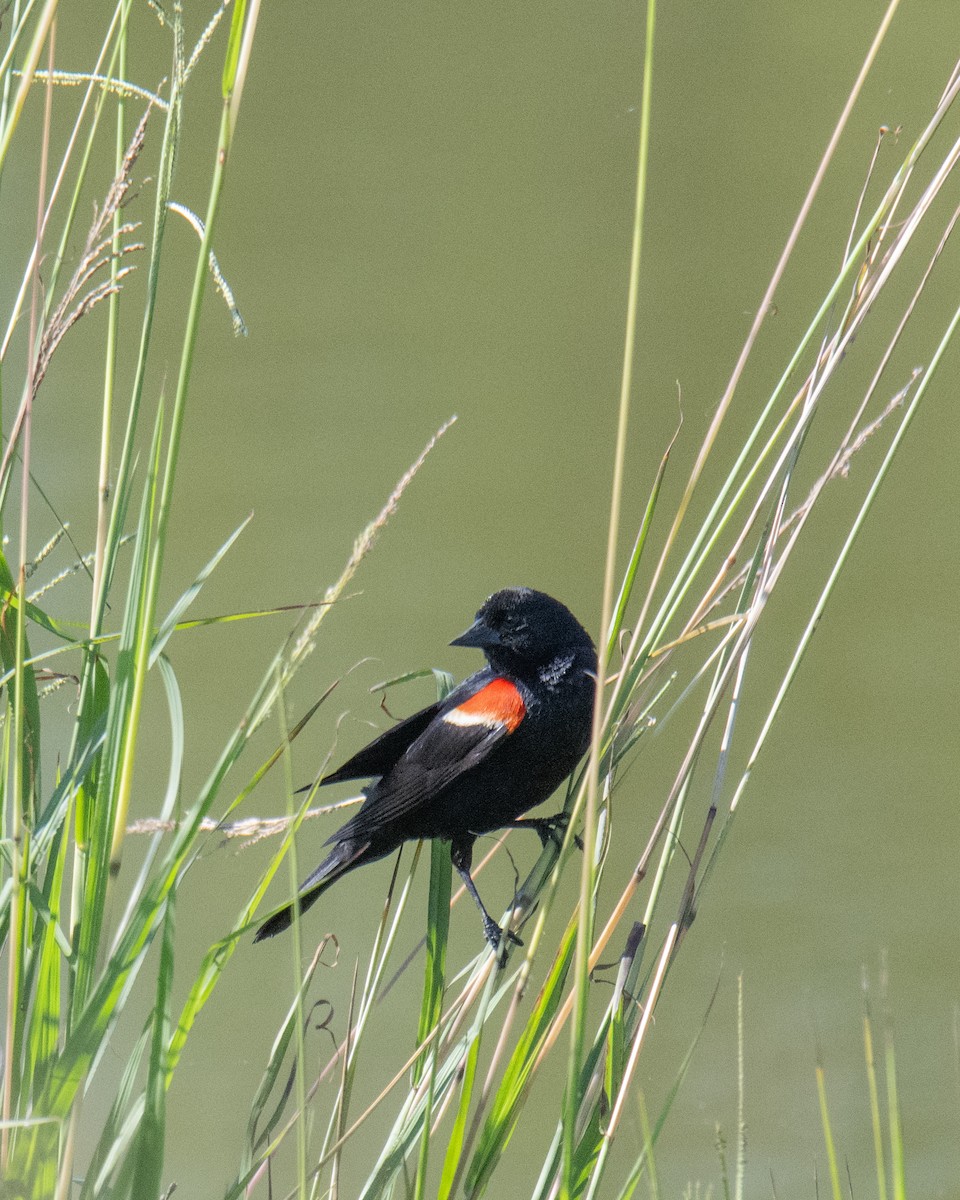 Red-winged Blackbird - ML588348951