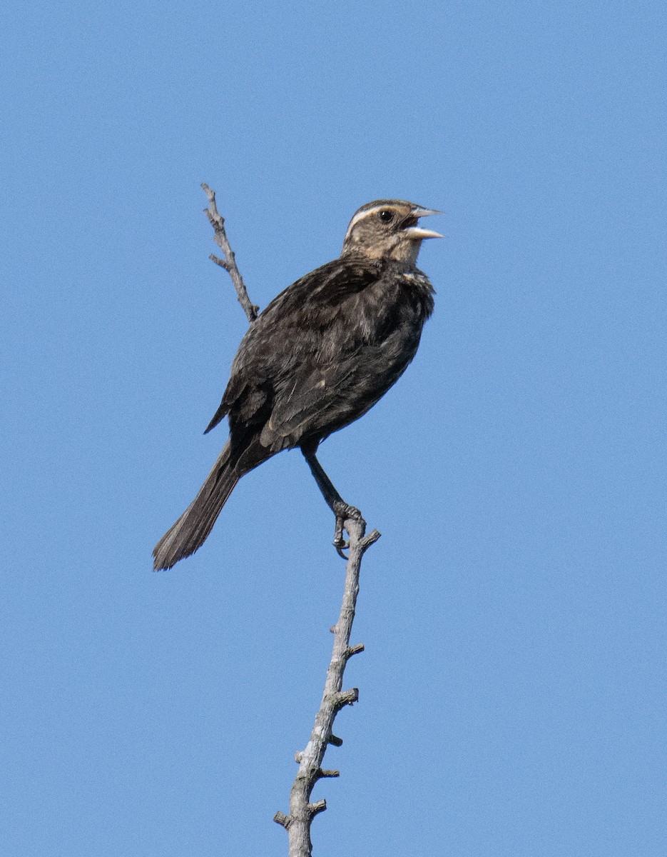 Red-winged Blackbird - ML588348961