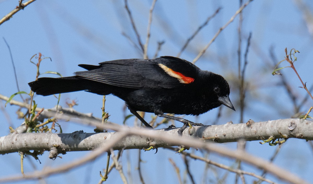 Red-winged Blackbird - ML588349011