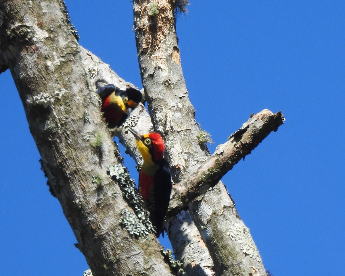 Yellow-fronted Woodpecker - ML588349151
