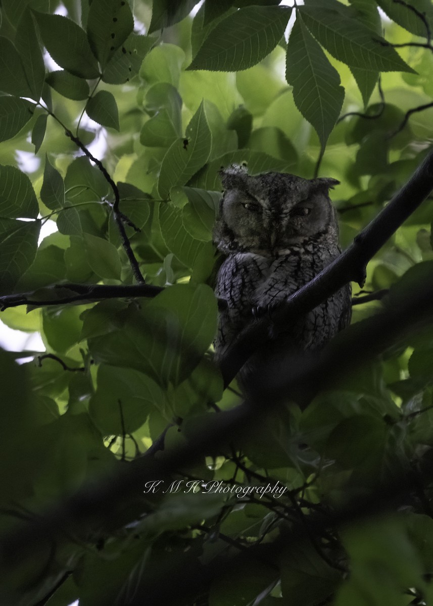 Eastern Screech-Owl - ML588349241