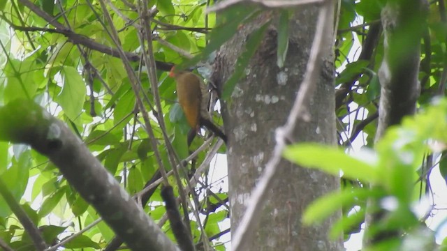 Rufous-winged Woodpecker - ML588349541